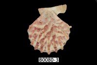 藏品(臺灣海扇蛤)的圖片